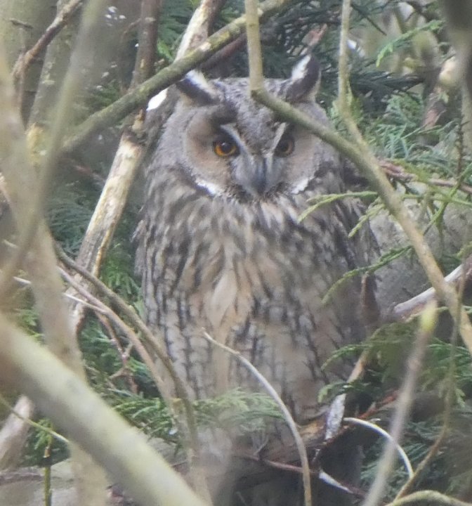 Owl.JPG